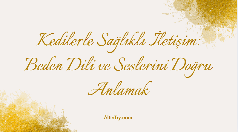 Kedilerle Sağlıklı İletişim: Beden Dili ve Seslerini Doğru Anlamak